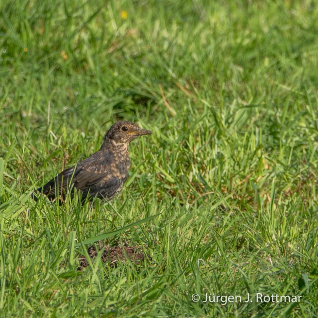 Neuseeland | Südinsel | Haast