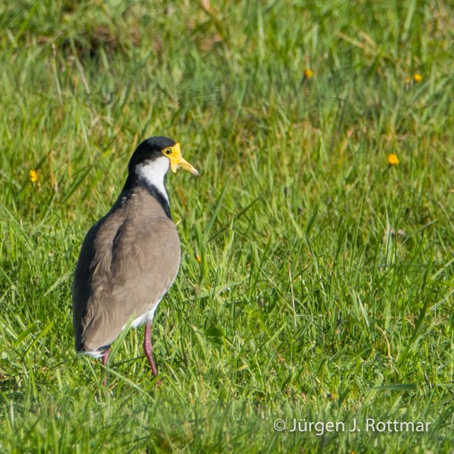 Neuseeland | Südinsel | Haast | Maskenkiebitz (Spur-Winged Plover)