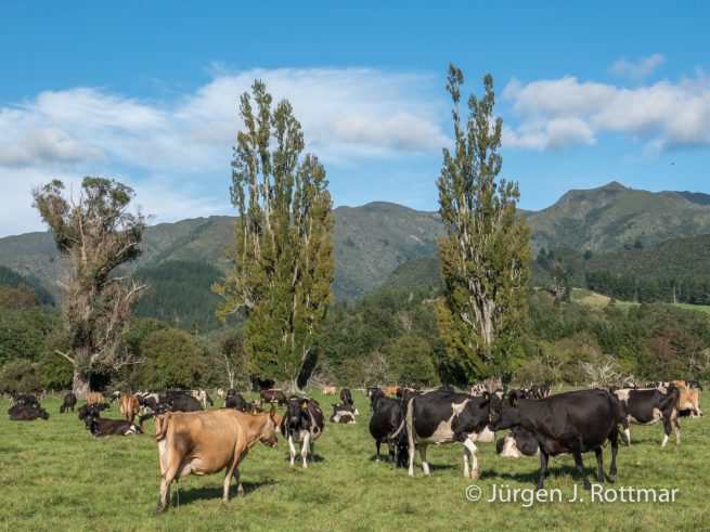 Neuseeland | Südinsel | Takaka Hill | Harwood Place | Kuh Herde