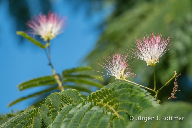 Neuseeland | Südinsel | Takaka Hill | Harwood Place