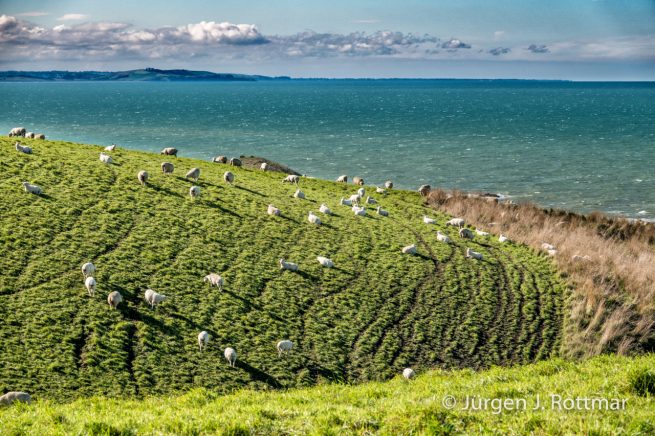 Neuseeland | Südinsel | Katiki Point | Schafe (Sheeps)