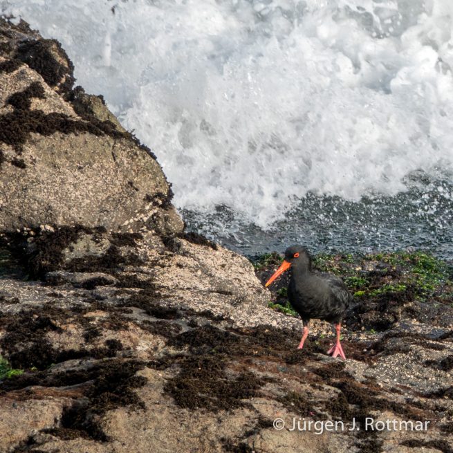 Neuseeland | Südinsel | Katiki Point | Schwarzer Austernfischer (Black Oystercatcher)