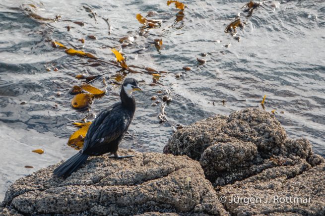 Neuseeland | Südinsel | Katiki Point | Schwarzscharbe (Little-Shag)