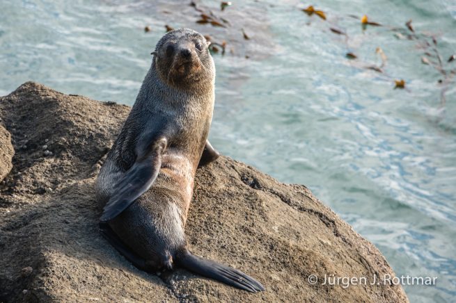 Neuseeland | Südinsel | Katiki Point | Neuseeländischer Seebär (Australasian Fur Seal)