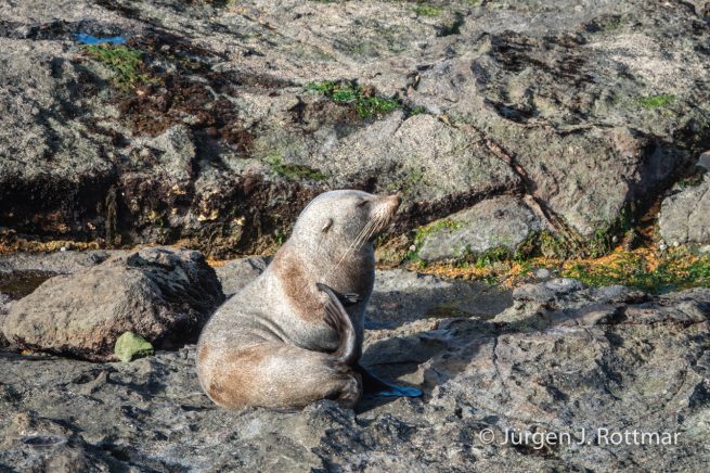 Neuseeland | Südinsel | Katiki Point | Neuseeländischer Seebär (Australasian Fur Seal)