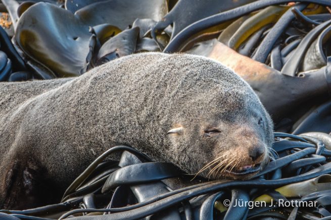 Neuseeland | Südinsel | Katiki Point | Neuseeländischer Seebär (Australasian Fur Seal)