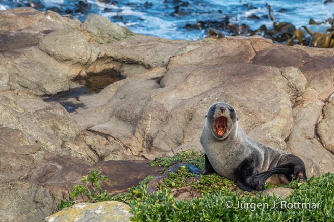 Neuseeland | Südinsel | Katiki Point | Neuseeländischer Seebär (Australasian Fur Seal)