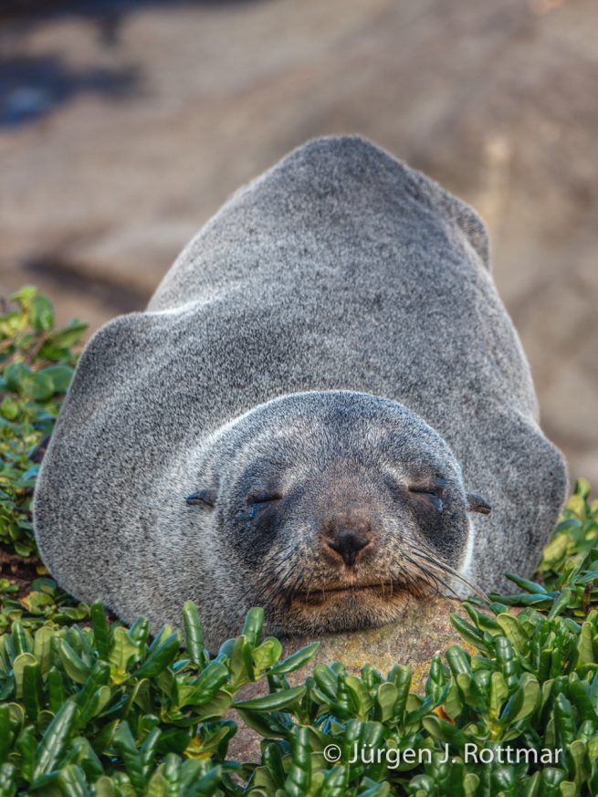 Neuseeland | Südinsel | Katiki Point | Neuseeländischer Seebär (Australasian Fur Seal)