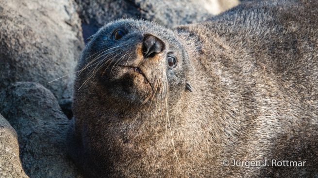 Neuseeland | Südinsel | Katiki Point | Neuseeländischer Seebär (Australasian Fur Seal)