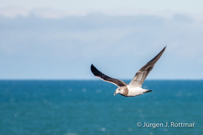 Neuseeland | Südinsel | Katiki Point | Weisskopf-Sturmvogel (White-headed Petrel)