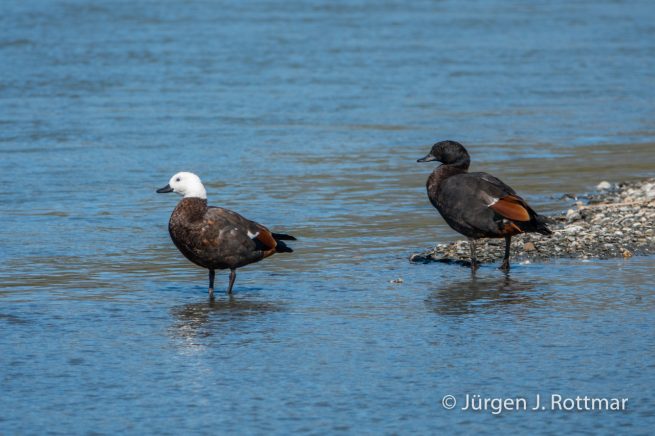 Neuseeland | Südinsel | Lake Wanaka | Paradieskasarka (Paradise Duck)