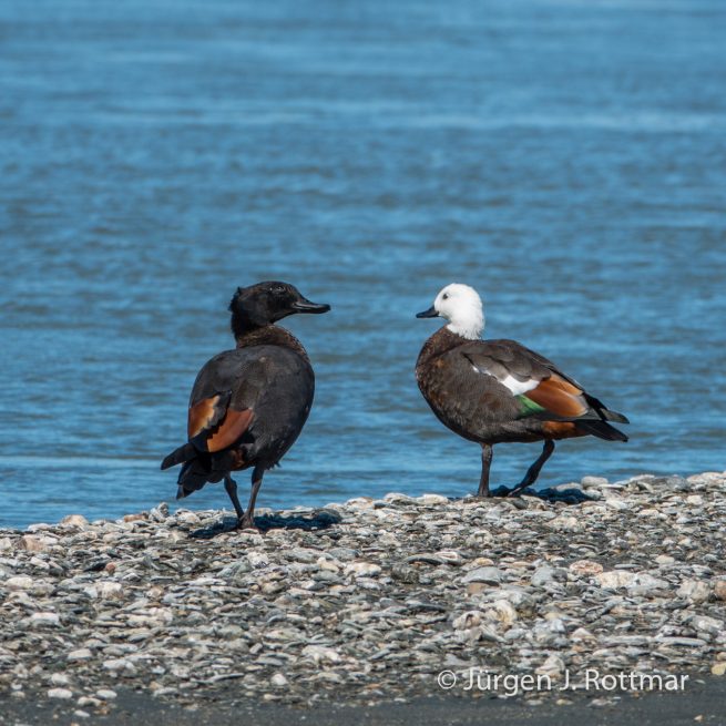 Neuseeland | Südinsel | Lake Wanaka | Paradieskasarka (Paradise Duck)
