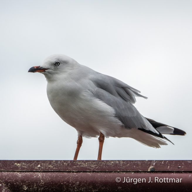 Neuseeland | Südinsel | Oamaru | Silberkopfmöve (Silver Gull)