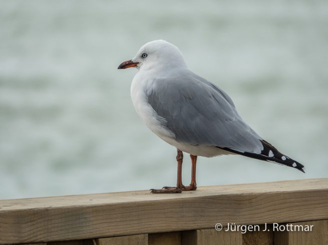 Neuseeland | Südinsel | Oamaru | Silberkopfmöve (Silver Gull)