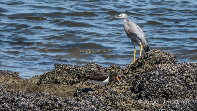 Neuseeland | Südinsel | Okari | Neuseeländischer Austernfischer (Variable Oystercatcher) | Weisswangenreiher (White-faced Egret)