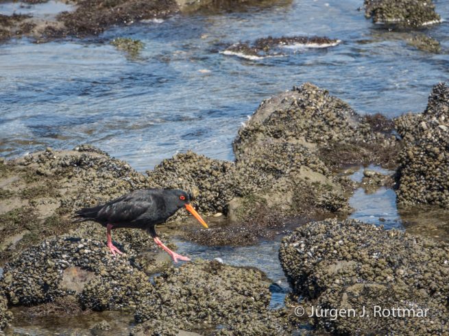 Neuseeland | Südinsel | Okari | Schwarzer Austernfischer (Black Oystercatcher)