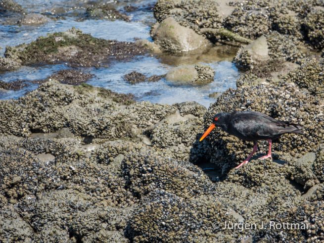 Neuseeland | Südinsel | Okari | Schwarzer Austernfischer (Black Oystercatcher)