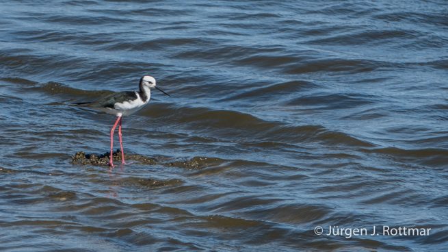 Neuseeland | Südinsel | Okari | Stelzenläufer (Black-winged Stilt)