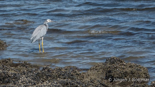 Neuseeland | Südinsel | Okari | Weisswangenreiher (White-faced Egret)