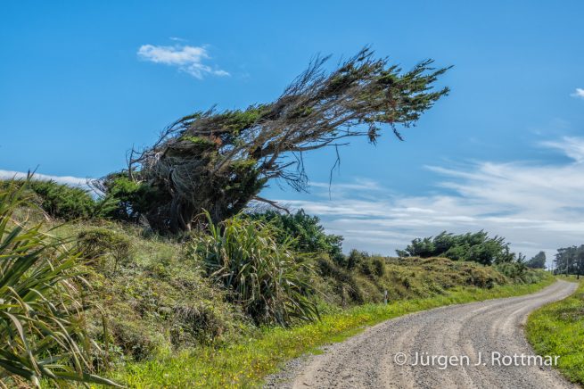 Neuseeland | Südinsel | Okari | Windflüchter