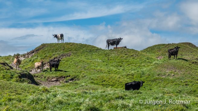 Neuseeland | Südinsel | Okari | Kühe