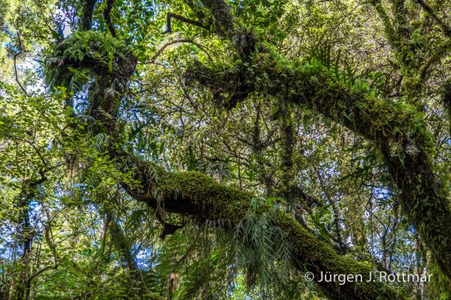 Neuseeland | Südinsel | Roaring Billy Fall Walk