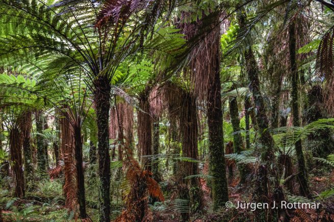 Neuseeland | Südinsel | Roaring Billy Fall Walk