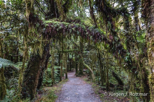 Neuseeland | Südinsel | Roaring Billy Fall Walk