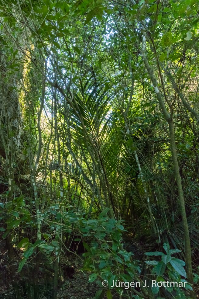 Neuseeland | Südinsel |Takata | The Grove scenic reserve