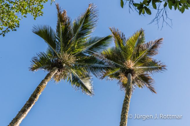 Neuseeland | Südinsel |Takata | The Grove scenic reserve