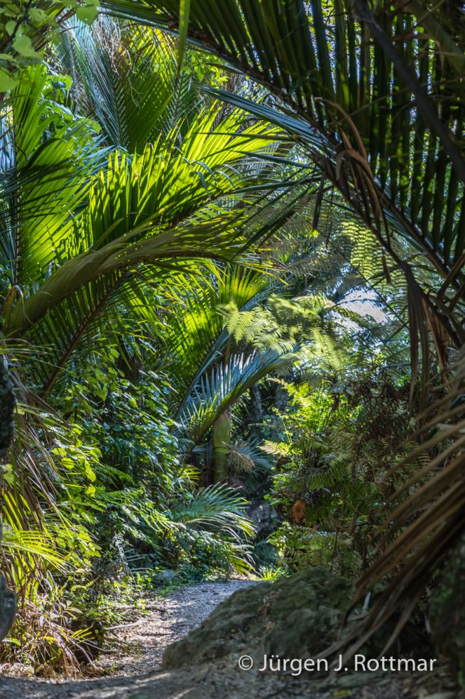 Neuseeland | Südinsel |Takata | The Grove scenic reserve