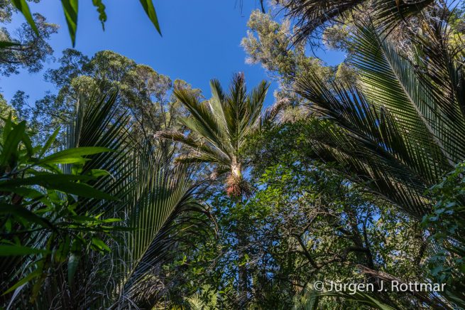 Neuseeland | Südinsel |Takata | The Grove scenic reserve