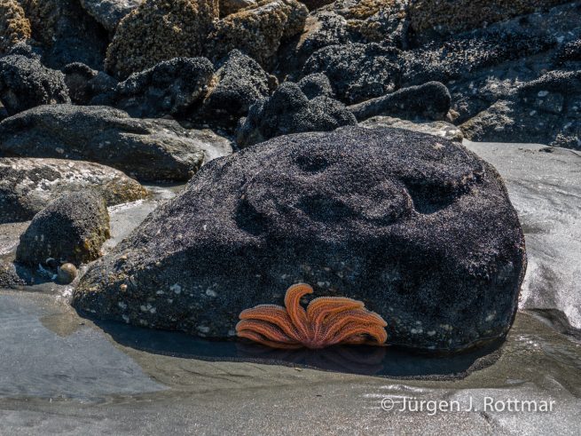 Neuseeland | Südinsel | Tauranga Bay | Seestern (Seastar)