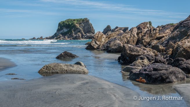 Neuseeland | Südinsel | Tauranga Bay | Seestern (Seastar)