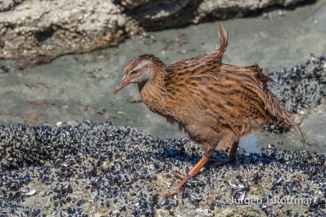 Neuseeland | Südinsel | Tauranga Bay | Wekaralle (Weka)