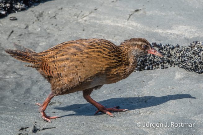 Neuseeland | Südinsel | Tauranga Bay | Wekaralle (Weka)