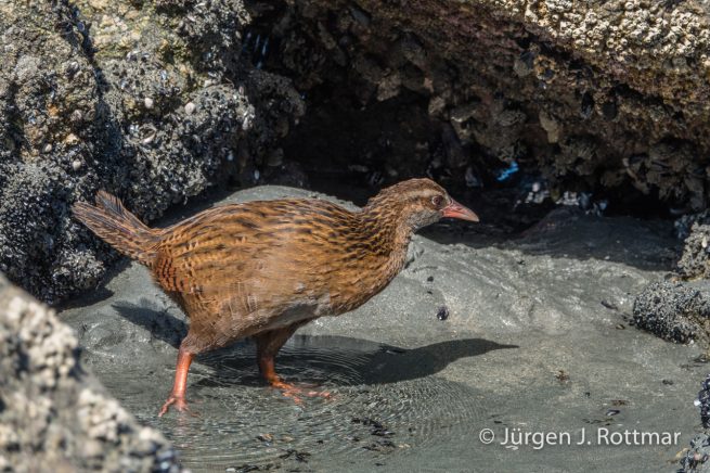 Neuseeland | Südinsel | Tauranga Bay | Wekaralle (Weka)