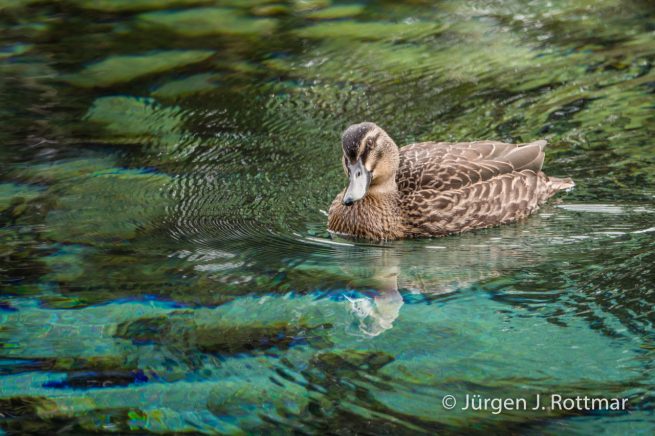 Neuseeland | Südinsel | Te Waikoropupu Springs (Pupu Springs) | Augenbrauenente (Pacific Black Duck)
