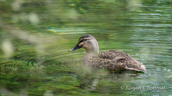 Neuseeland | Südinsel | Te Waikoropupu Springs (Pupu Springs) | Augenbrauenente (Pacific Black Duck)