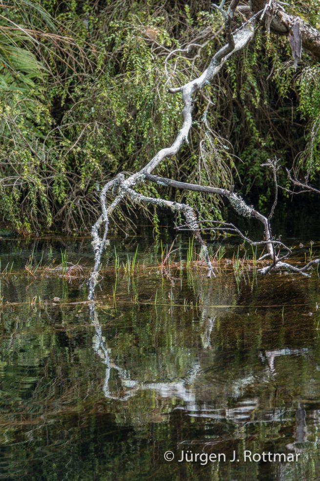Neuseeland | Südinsel | Te Waikoropupu Springs (Pupu Springs)