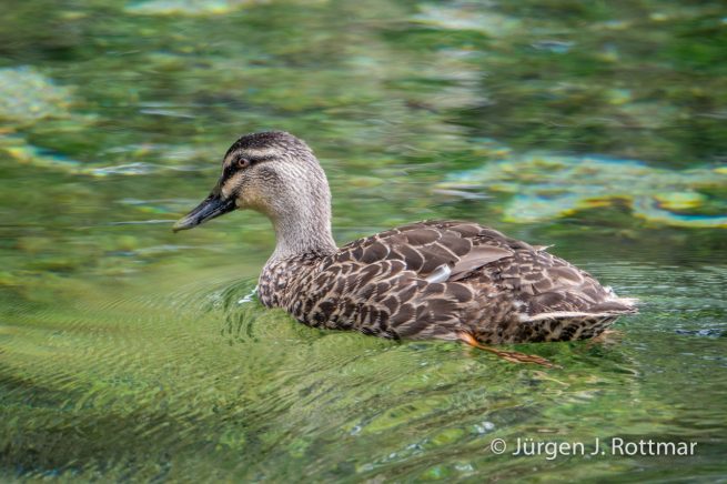 Neuseeland | Südinsel | Te Waikoropupu Springs (Pupu Springs) | Augenbrauenente (Pacific Black Duck)