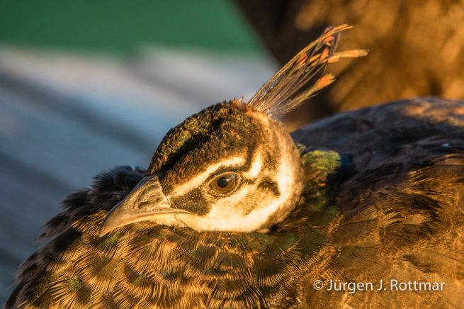 Neuseeland | Südinsel | Wharariki Beach Park
