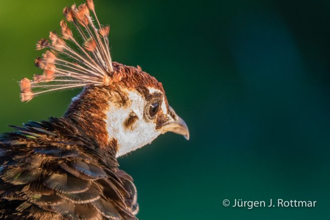 Neuseeland | Südinsel | Wharariki Beach Park