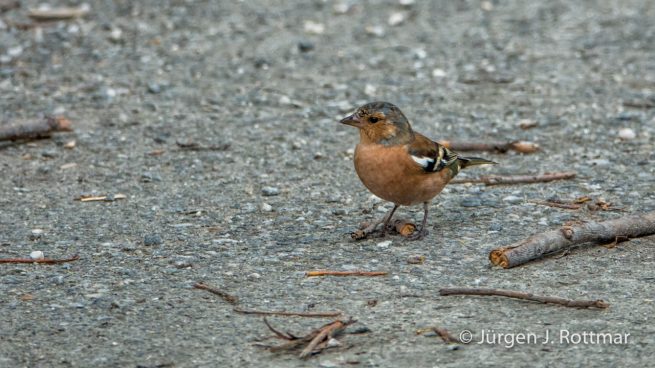 Neuseeland | Südinsel | Buchfink (Chaffinch male)