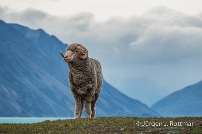 Neuseeland | Südinsel | Lake Tekapo | Schaf (Sheep)