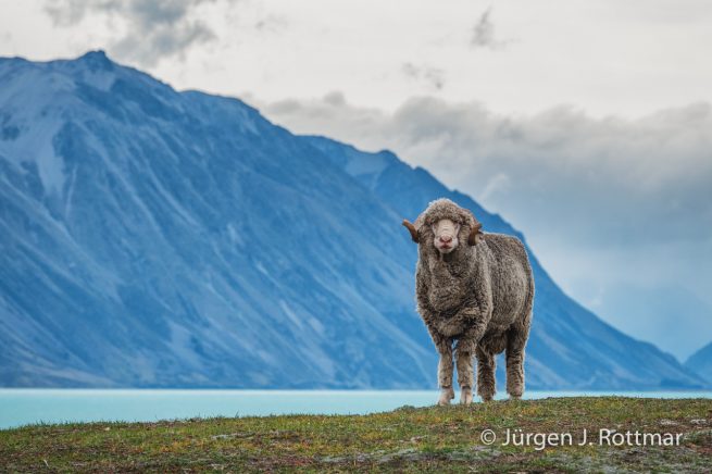 Neuseeland | Südinsel | Lake Tekapo | Schaf (Sheep)