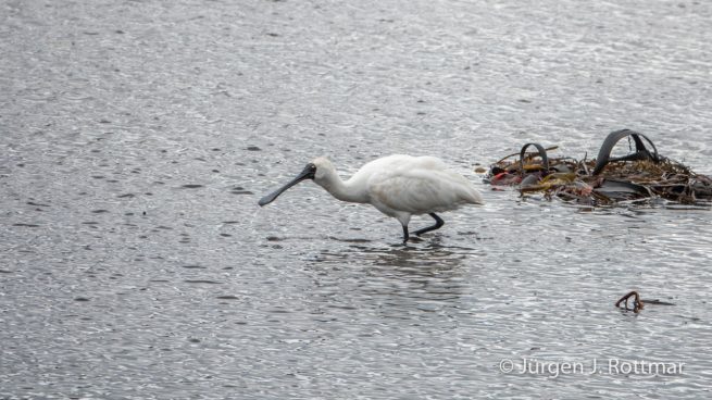Neuseeland | Südinsel | Löffelreiher (Eurasian Spoonbill)