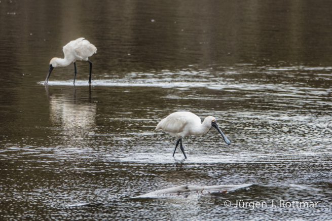 Neuseeland | Südinsel | Löffelreiher (Eurasian Spoonbill)