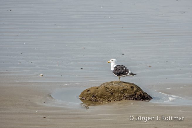 Neuseeland | Südinsel | Moeraki Boulders | Dominikanermöve (Black-backed Gull)