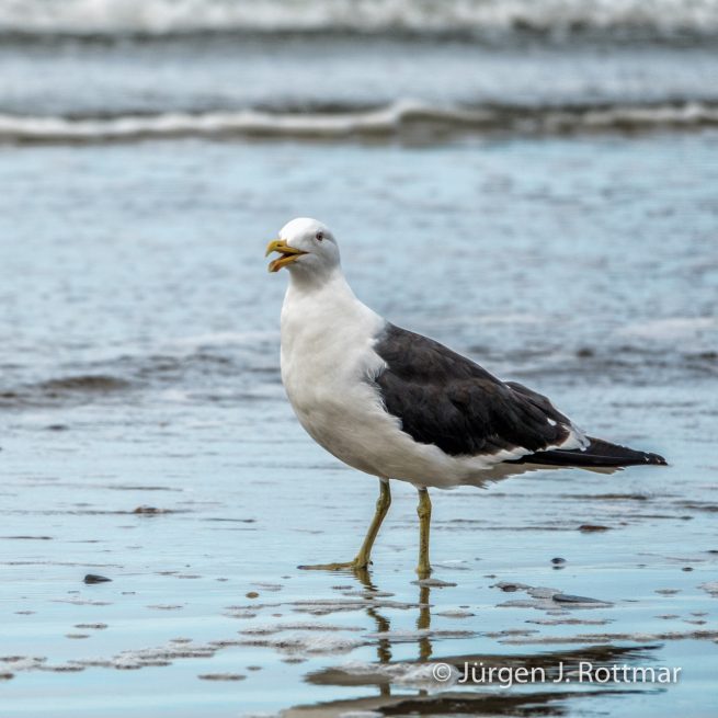 Neuseeland | Südinsel | Moeraki | Dominikanermöve (Black-backed Gull)
